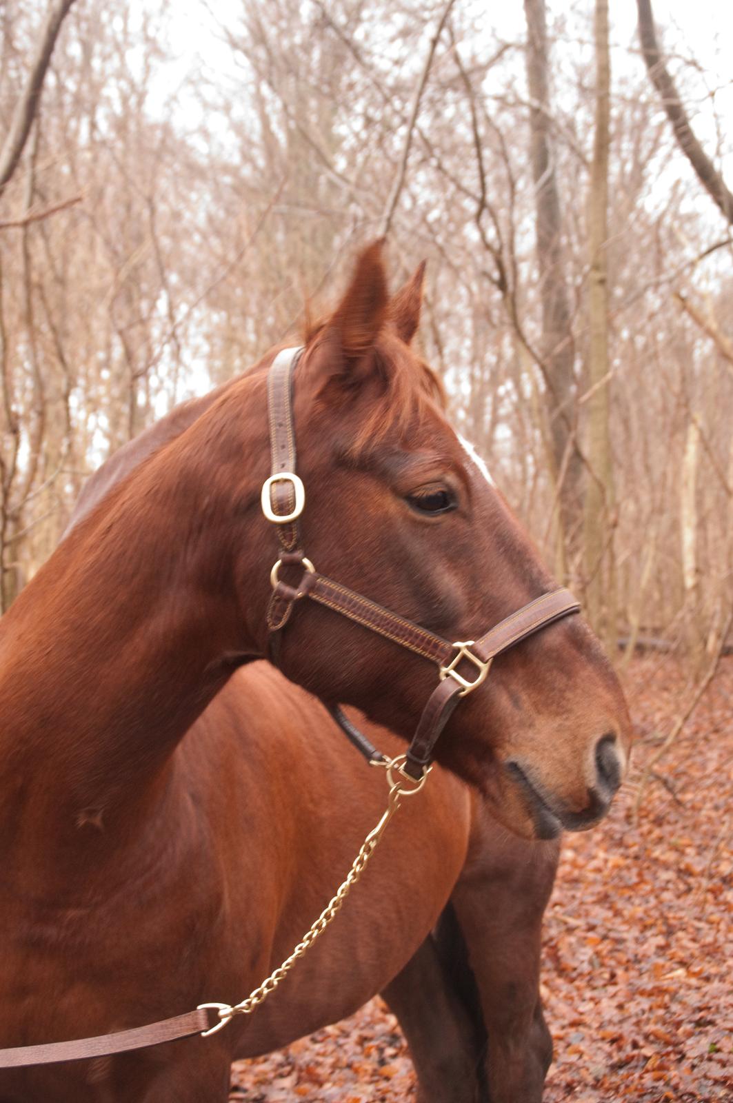 Anden særlig race Picasso <3 billede 13