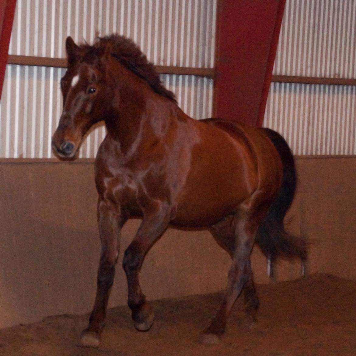 Anden særlig race Picasso <3 billede 16