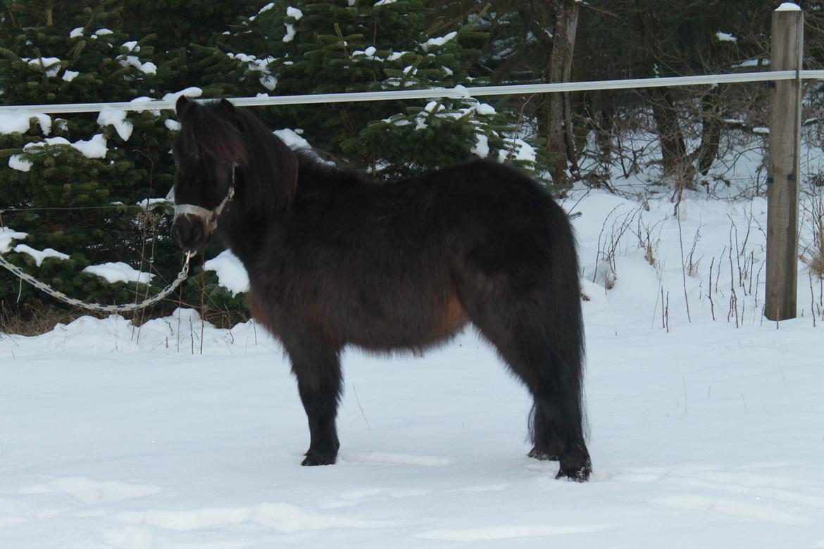 Shetlænder Lille Krumme<3<3 billede 6