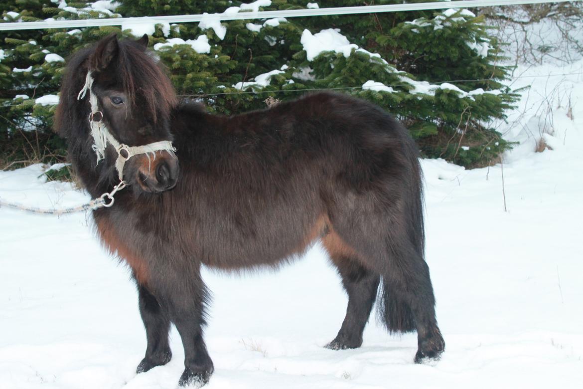Shetlænder Lille Krumme<3<3 billede 1