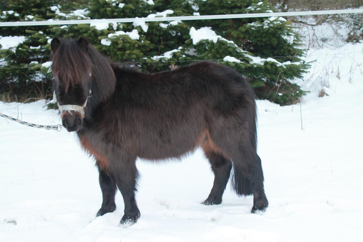 Shetlænder Lille Krumme<3<3 billede 3