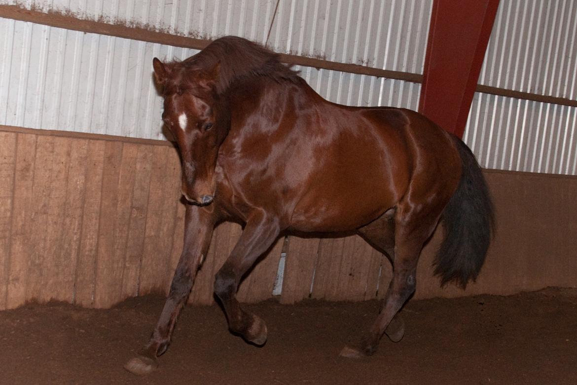 Anden særlig race Picasso <3 billede 17