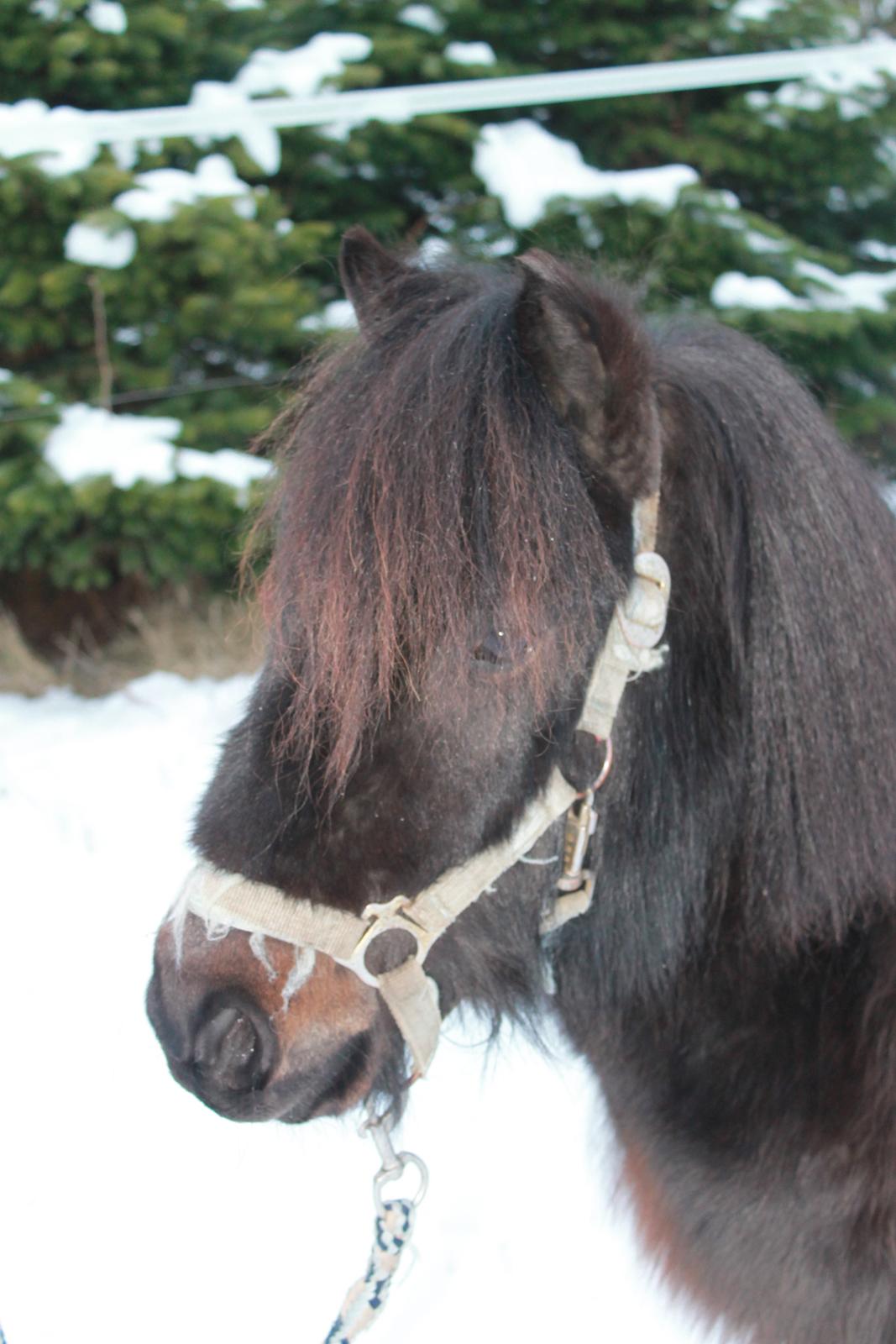 Shetlænder Lille Krumme<3<3 billede 4