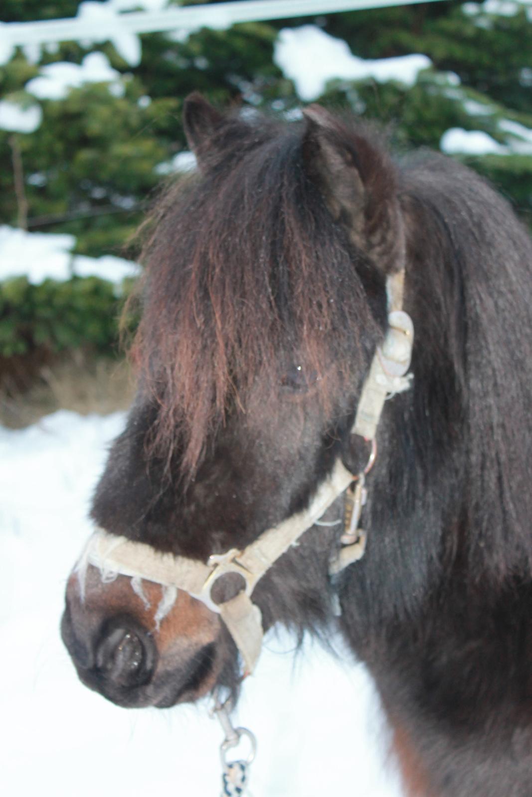 Shetlænder Lille Krumme<3<3 billede 9