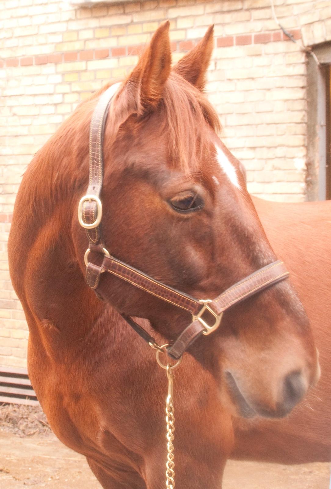 Anden særlig race Picasso <3 billede 20