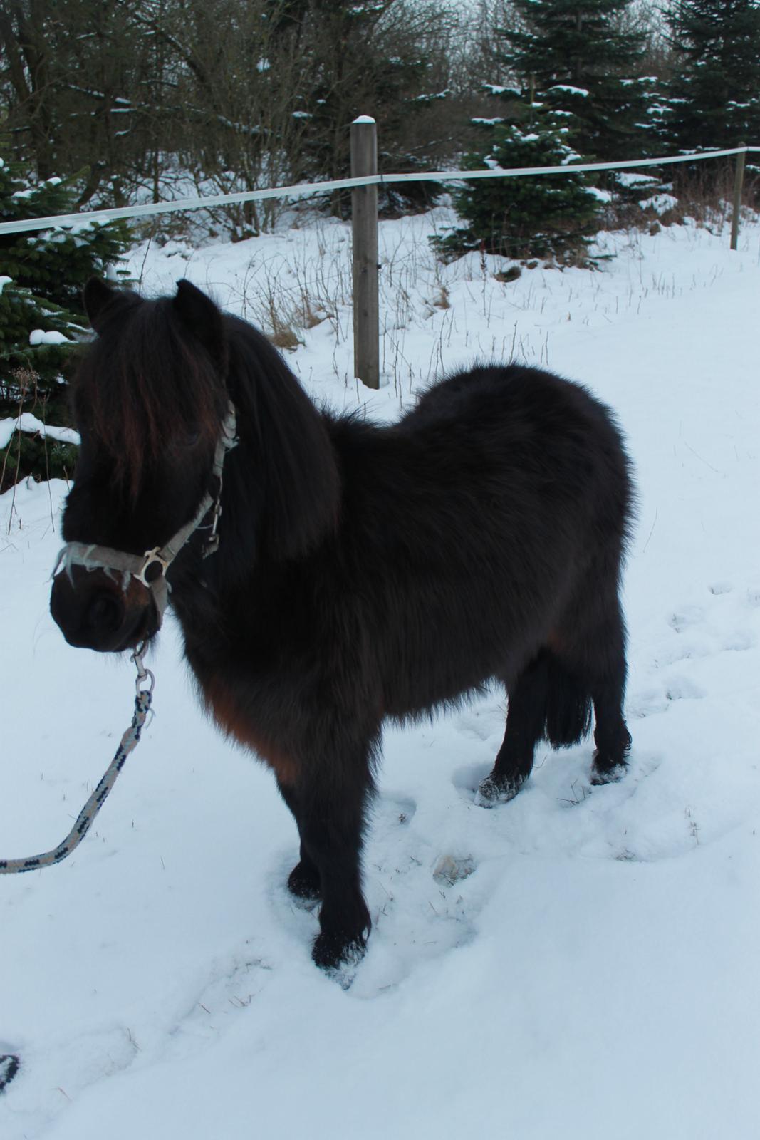 Shetlænder Lille Krumme<3<3 billede 7