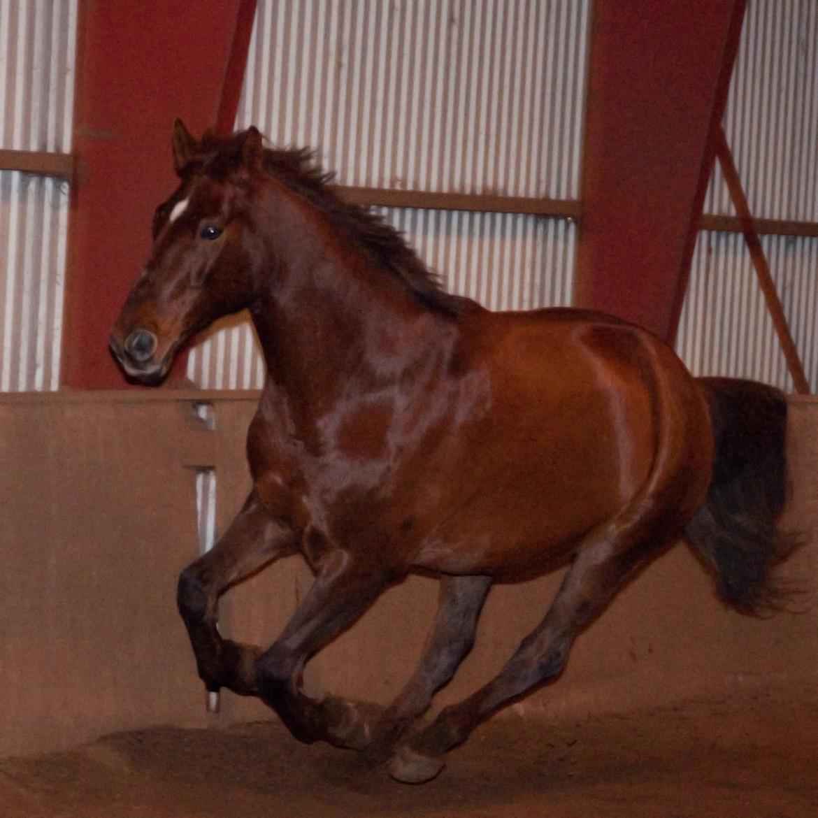 Anden særlig race Picasso <3 billede 18