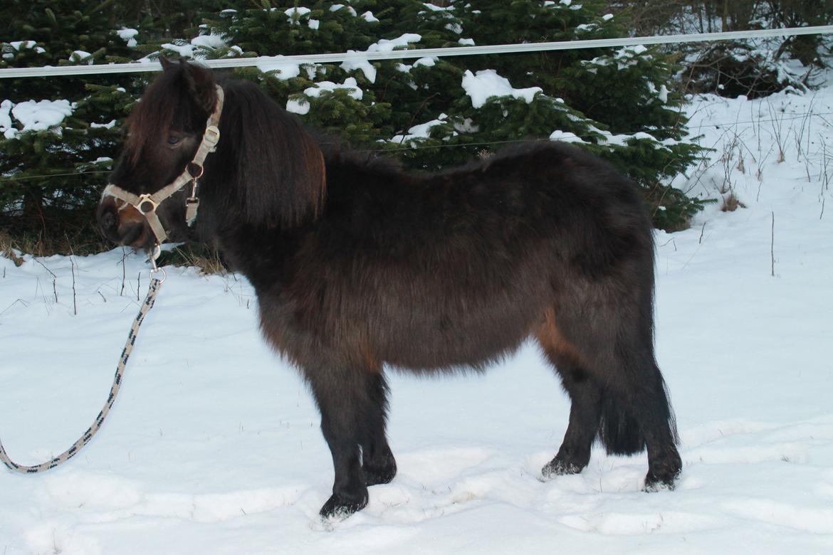 Shetlænder Lille Krumme<3<3 billede 10