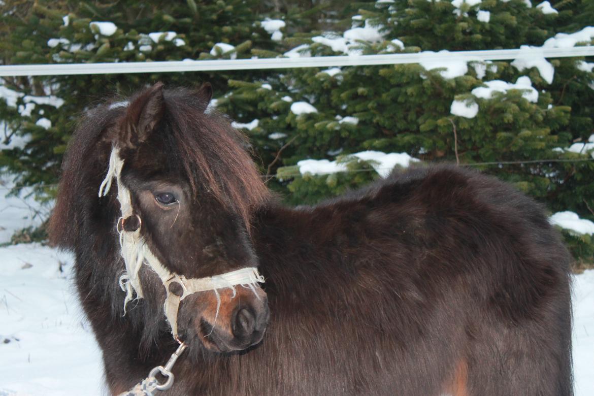 Shetlænder Lille Krumme<3<3 billede 11
