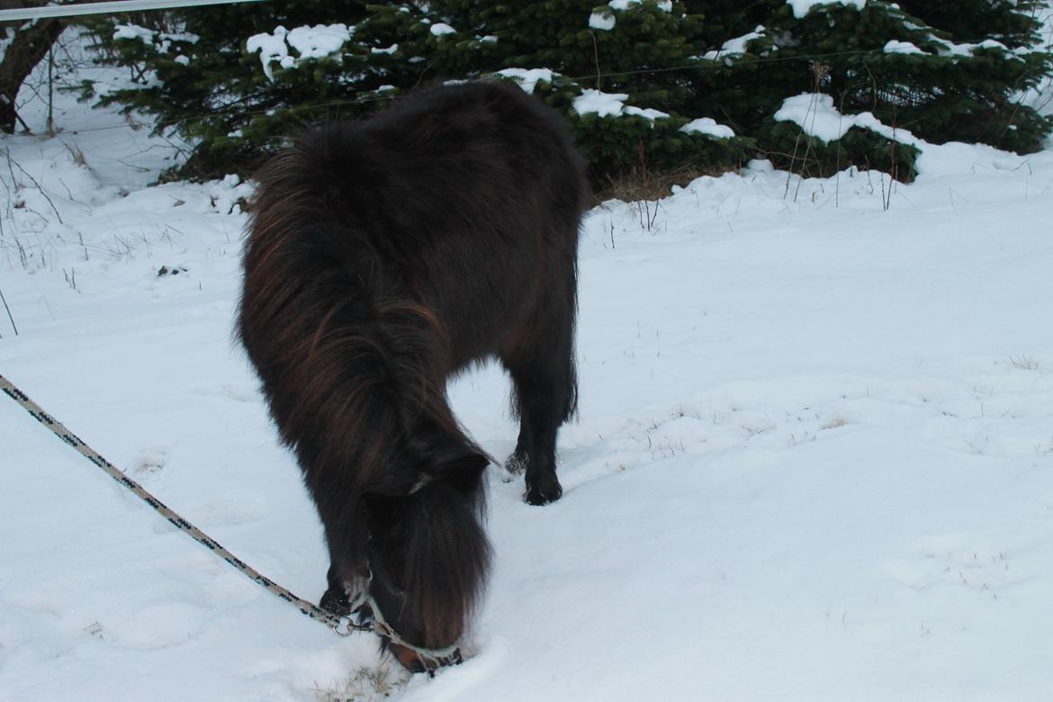 Shetlænder Lille Krumme<3<3 billede 12