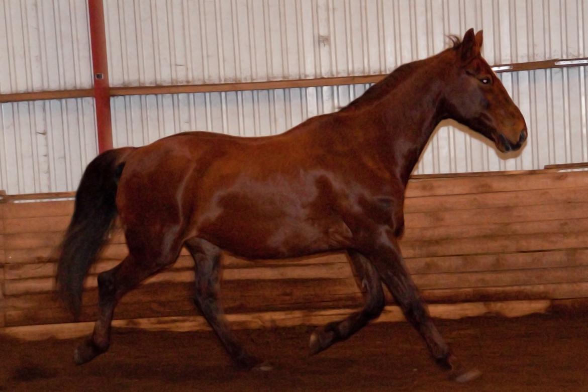 Anden særlig race Picasso <3 billede 14