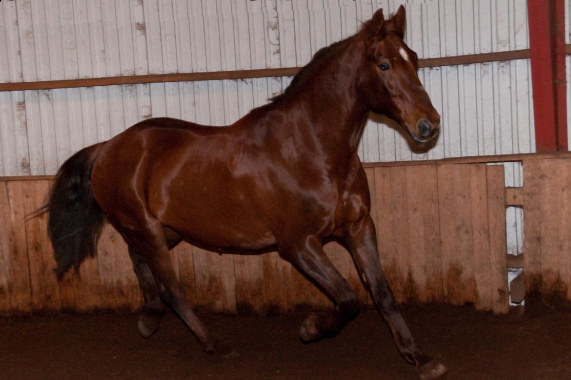 Anden særlig race Picasso <3 billede 15