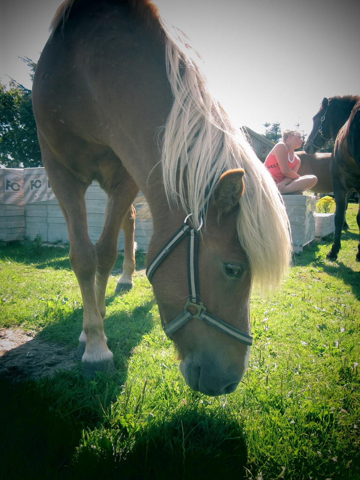 Islænder Disa Fra Fruehøj billede 14