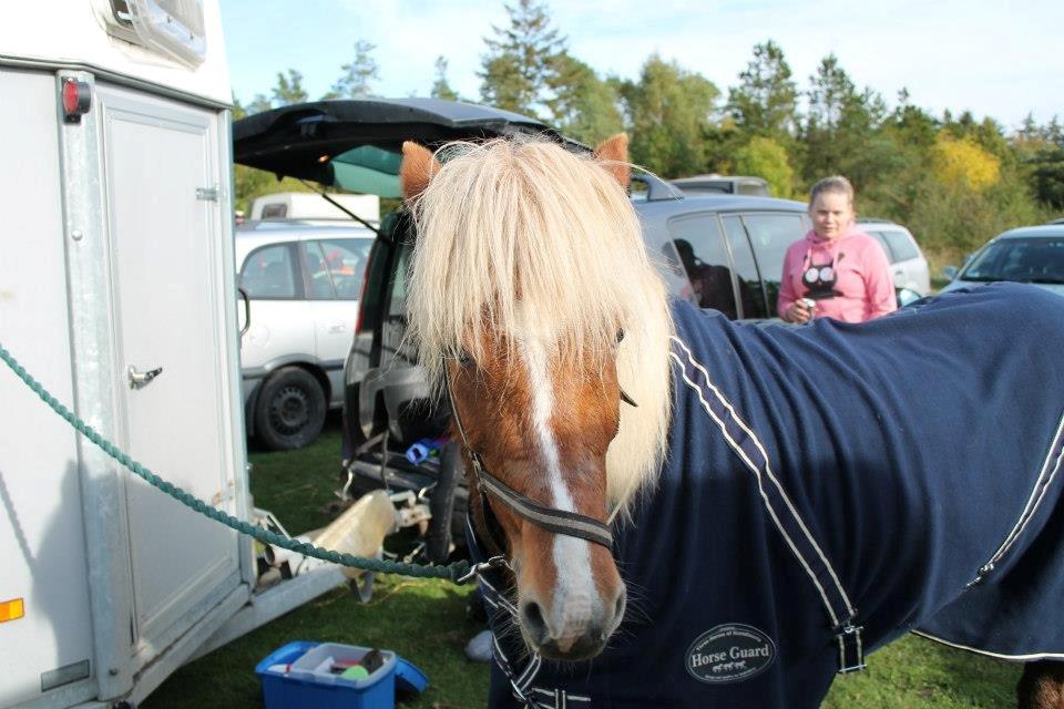 Islænder Disa Fra Fruehøj billede 15