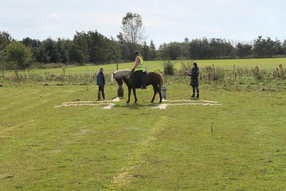 Islænder Disa Fra Fruehøj billede 16