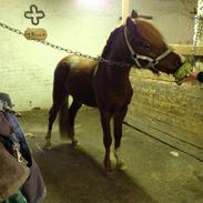 Welsh Mountain (sec A) Meravigliose Hello Cavallino