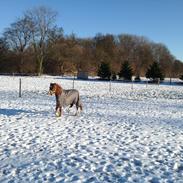 Welsh Mountain (sec A) Meravigliose Hello Cavallino