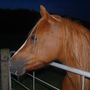 Anden særlig race Chikka  R.I.P