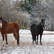 DSP Stenvangs Safira