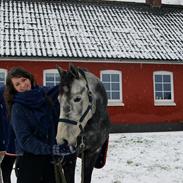 Dansk Varmblod Amona