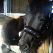 Anden særlig race Musse.   *Søsters*