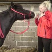 Anden særlig race Musse.   *Søsters*