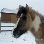 Irish Cob Crossbreed Filina (Fifle)