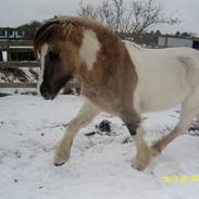 Irish Cob Crossbreed Filina (Fifle)