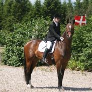 Dansk Varmblod Delight