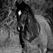 Dansk Varmblod Delight