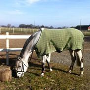 Anden særlig race Topaz