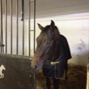 Dansk Varmblod Cantali