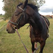 Dansk Varmblod Cantali