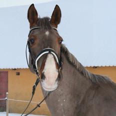 Hannoveraner Coco Chanel 94