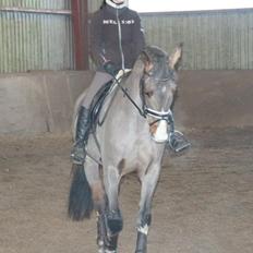 Hannoveraner Coco Chanel 94