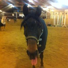 Anden særlig race prinsessé Nikita min baby <3