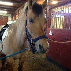 Anden særlig race Frederik