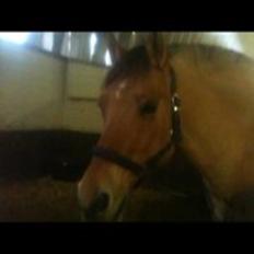 Anden særlig race Frederik