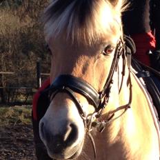 Fjordhest Gypsi (Dibsi)