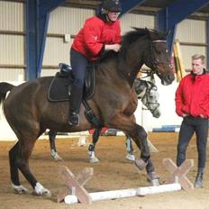 Dansk Varmblod lafayette