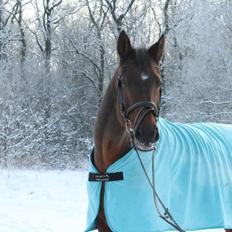 Dansk Varmblod lafayette