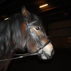 Koldblodstraver Don Damask