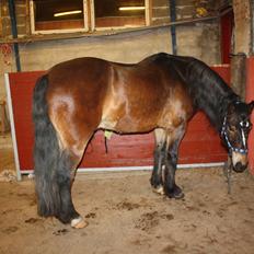 Koldblodstraver Don Damask