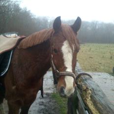 Welsh Cob (sec D) Flora