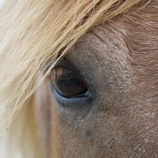 Anden særlig race Baloo