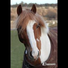 Pinto Bredkærgaards Sandro [Min part]