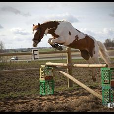 Pinto Bredkærgaards Sandro [Min part]