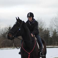 Dansk Varmblod Tzigane