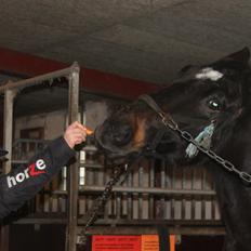 Dansk Varmblod Tzigane