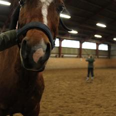 Tysk Sportspony Prop (Premiat)